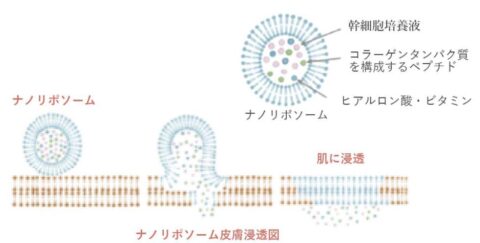 ナノカプセル化